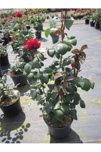 Роза 4 Ветров – цветущий саженец в контейнере